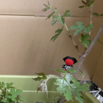 ウマブドウ　チャレンジ　飛騨からウマブドウの苗が届きました。