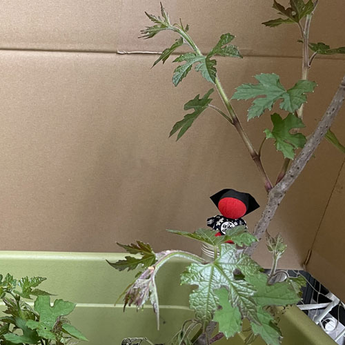 ウマブドウ　チャレンジ　飛騨からウマブドウの苗が届きました。
