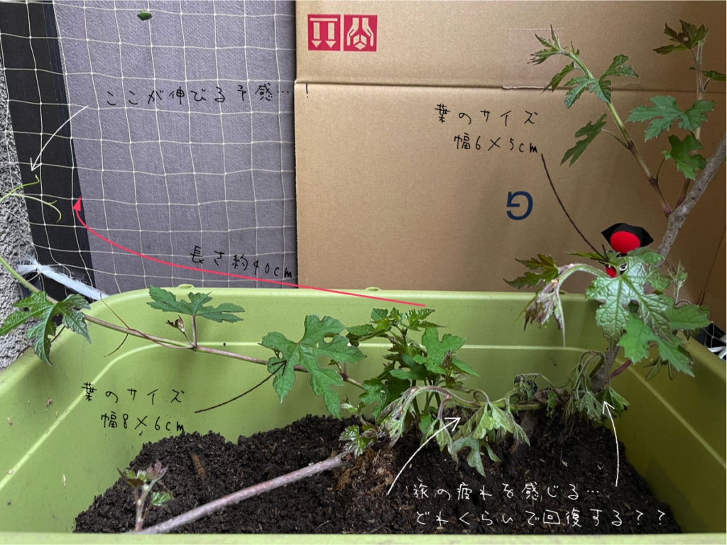 ウマブドウの苗 到着当初のメモ