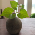 ドクダミの花